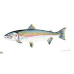 Fly Fishing