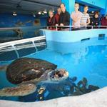 Mote Marine Laboratory & Aquarium