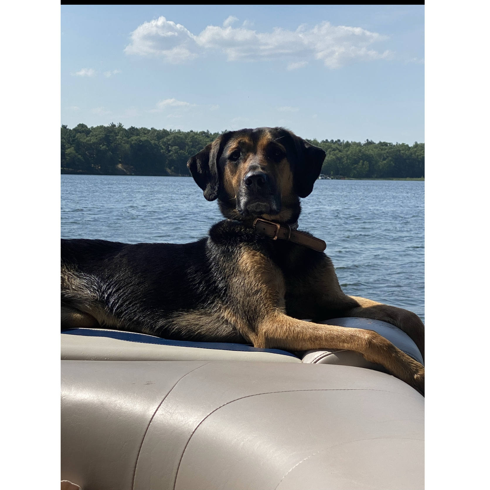 Boo soaking up the sun in her favorite spot, the boat.
