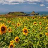 Rhossili