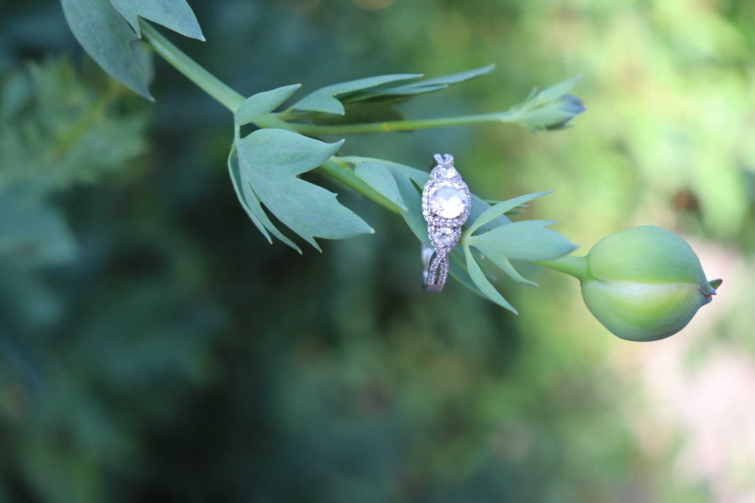 The Wedding Website of Elizabeth Nichols and Jonathan Beasley