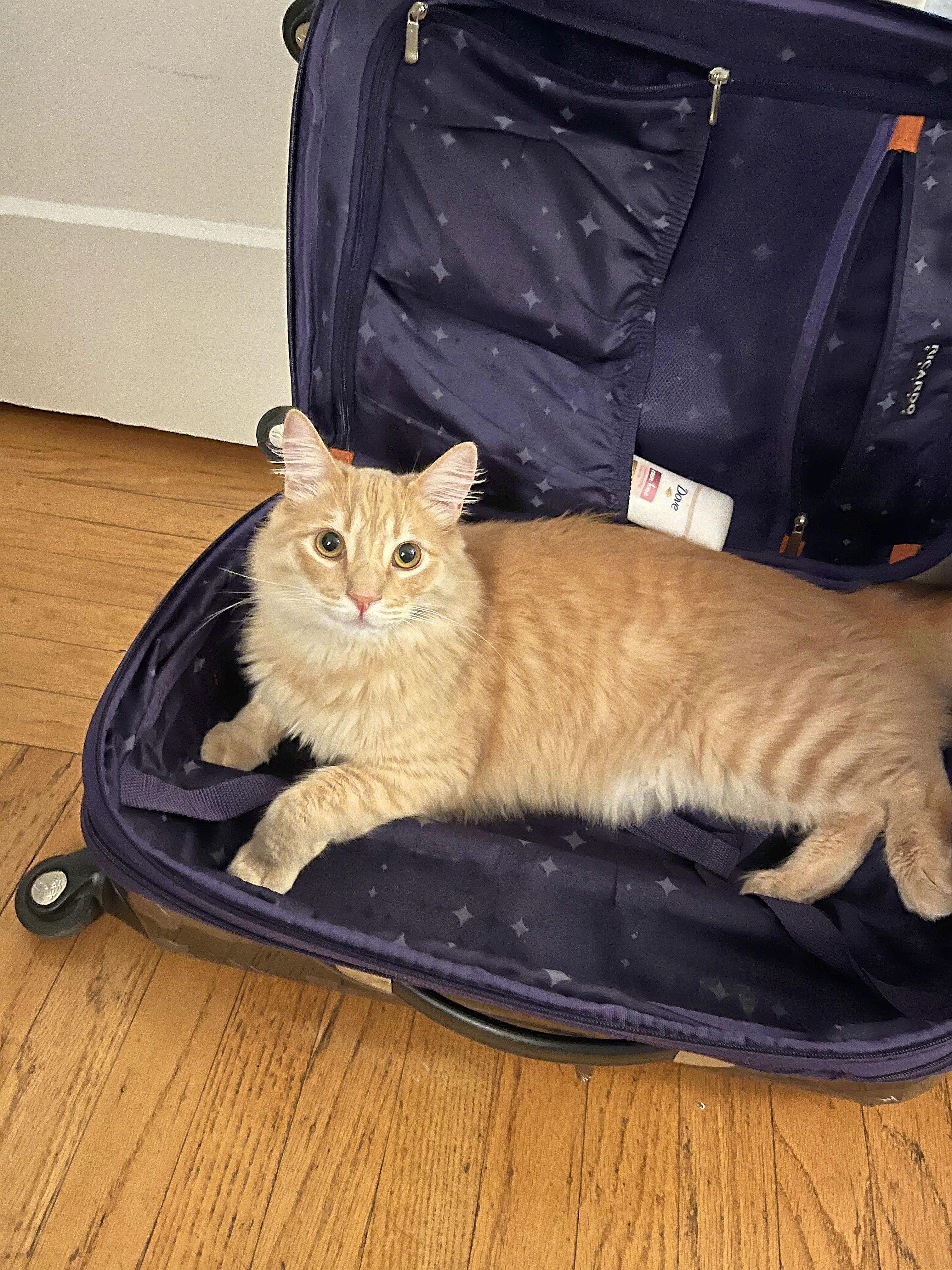 The Wedding Website of Evan Kahn and Brett Trace