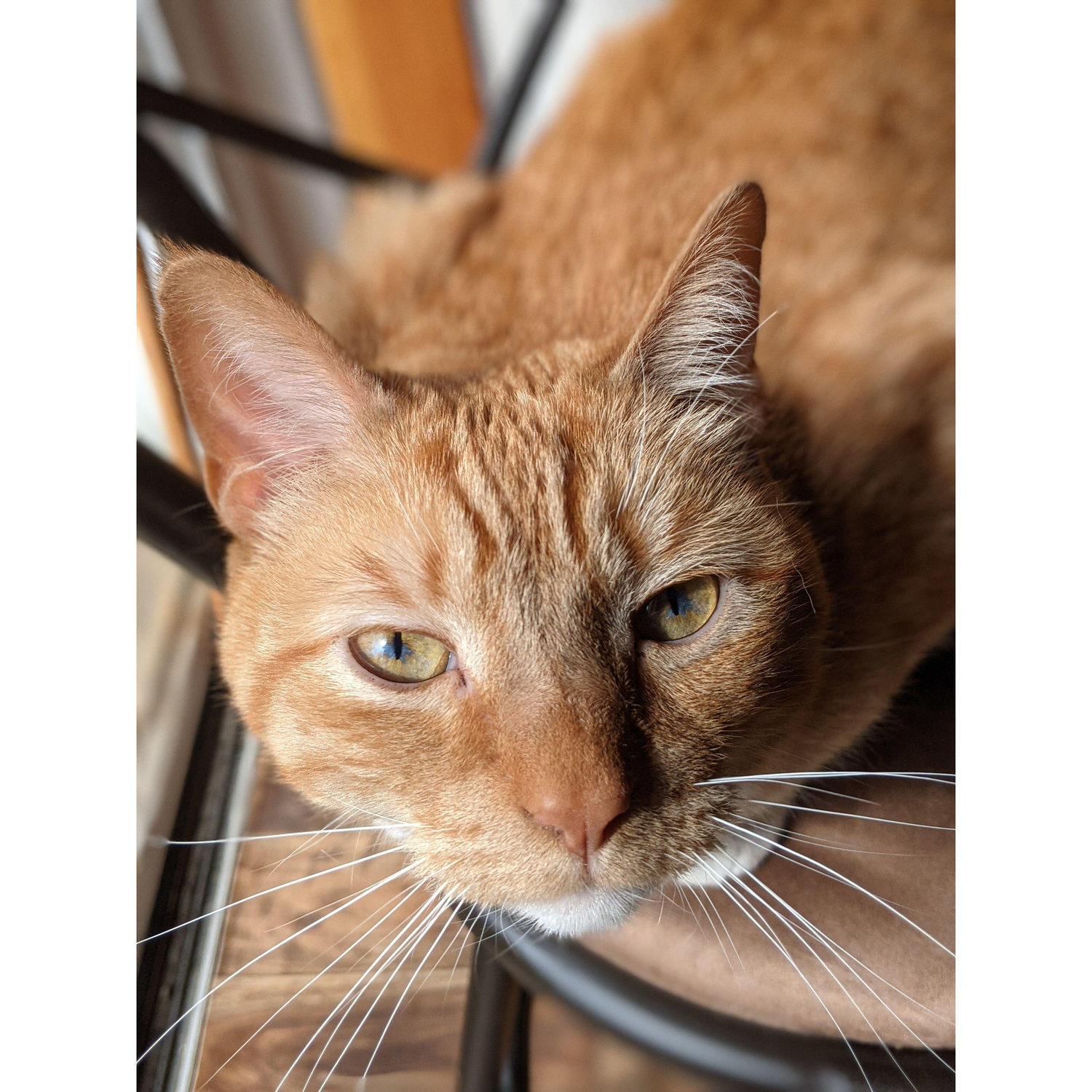 Our handsome little cat Henry!