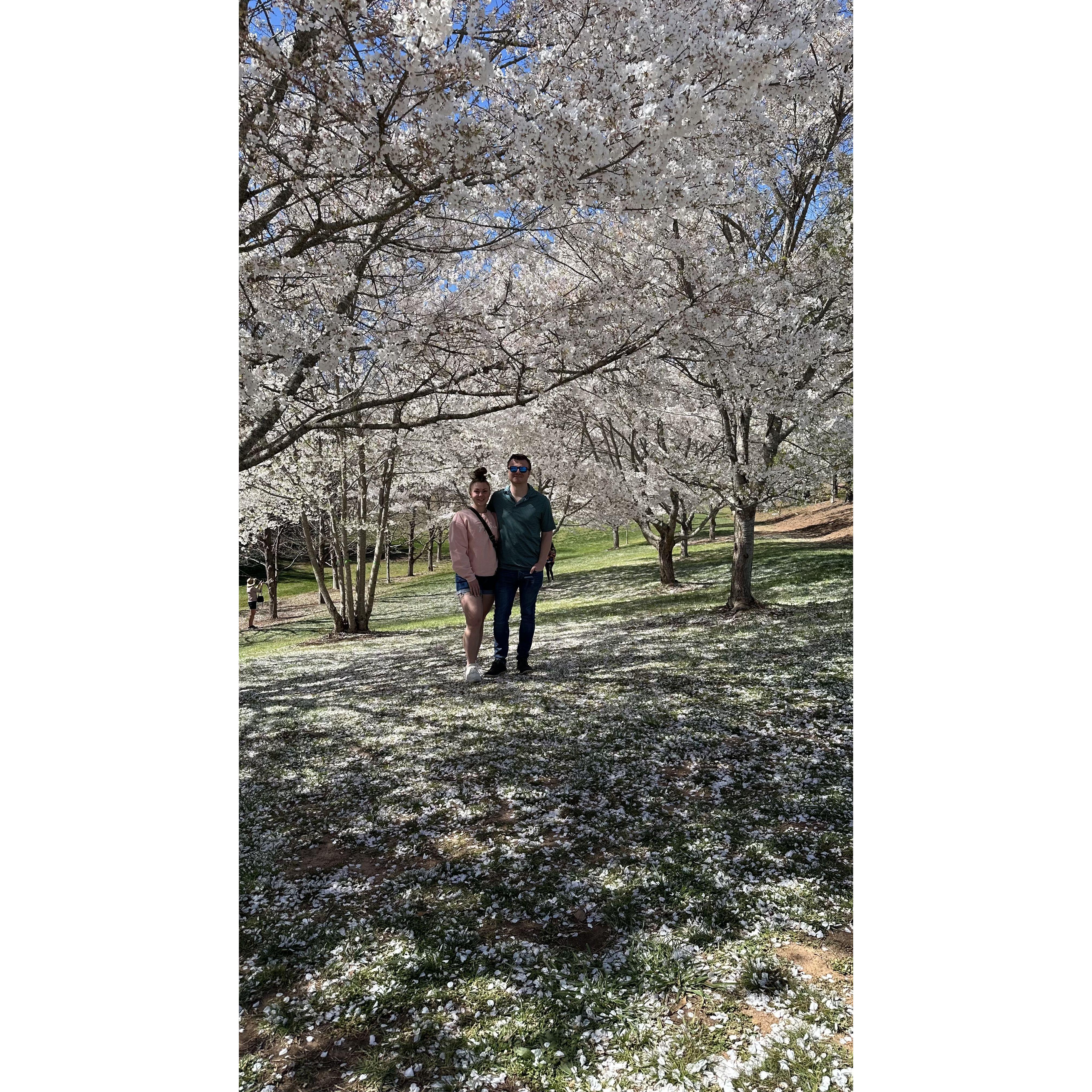 When we went to see Cherry Blossoms at Gibbs Gardens