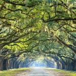 Wormsloe Way