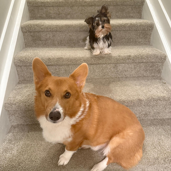 Pet Hotel For Einstein & Emma During Our Honeymoon