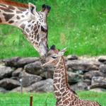 Greenville Zoo