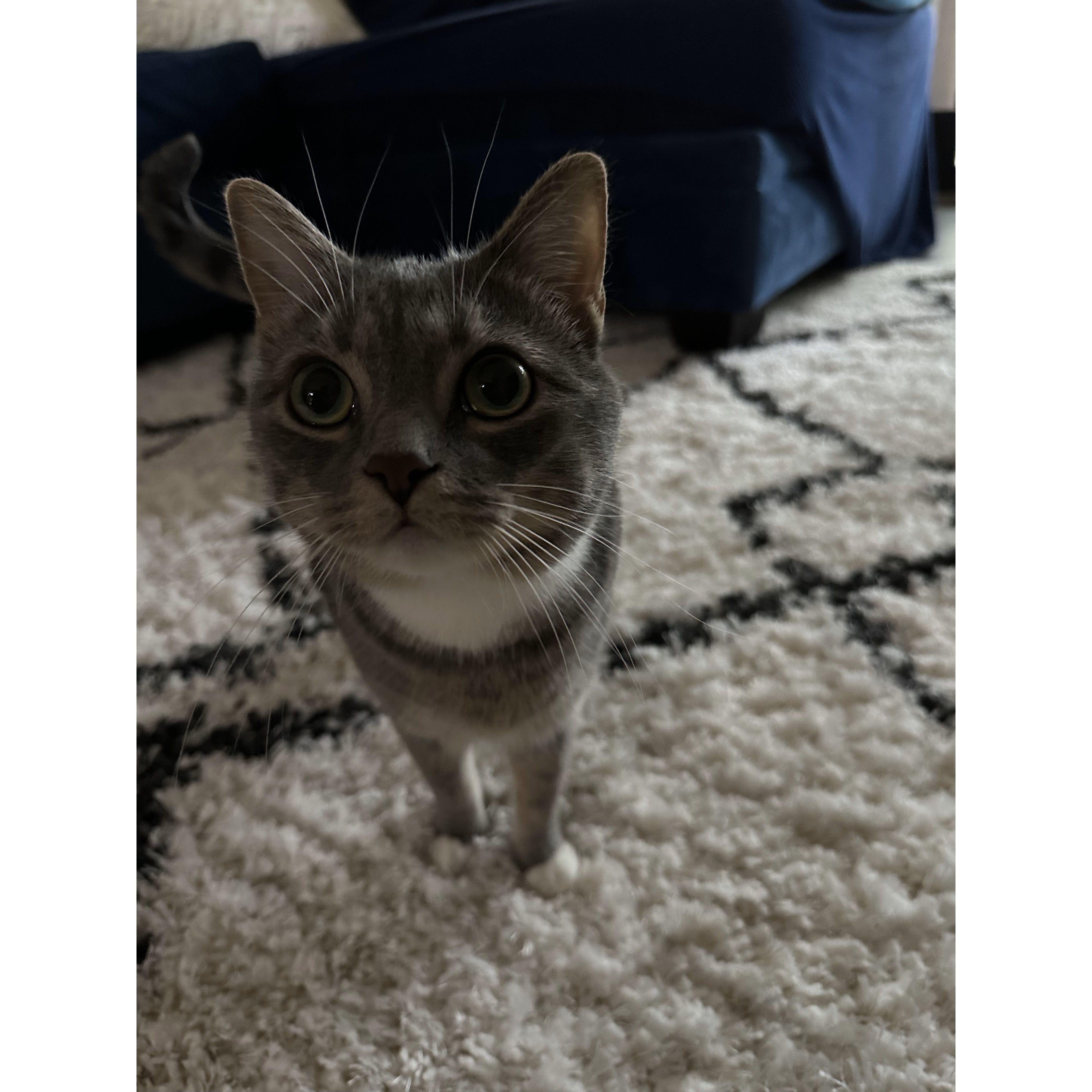 Alonso's favorite cat!
