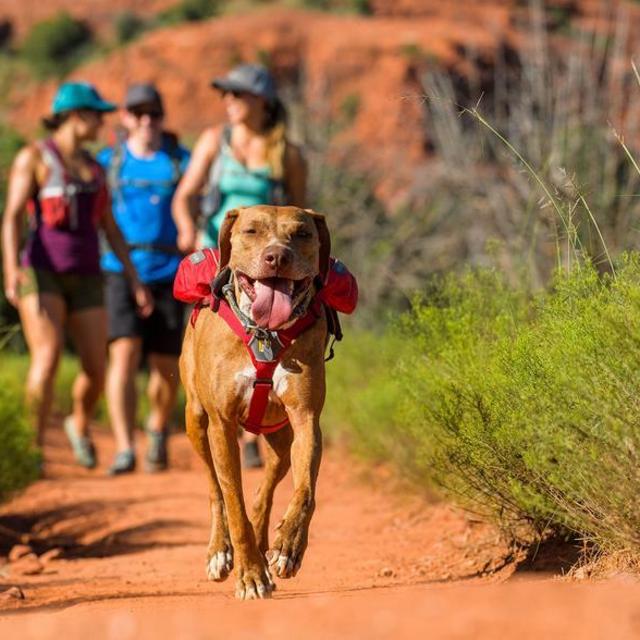 Singletrak™ Dog Hydration Pack