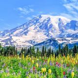 Mount Rainier National Park