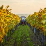 Wineries in the Coonawarra