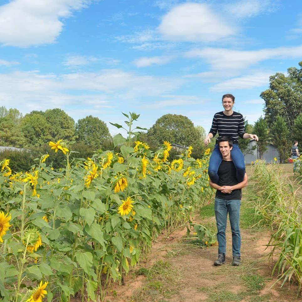 Sunflower fields forever