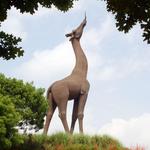 Dallas Zoo