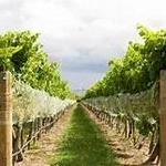 Newport Vineyards