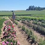 Stratton's Cutting Garden