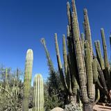 Desert Botanical Garden