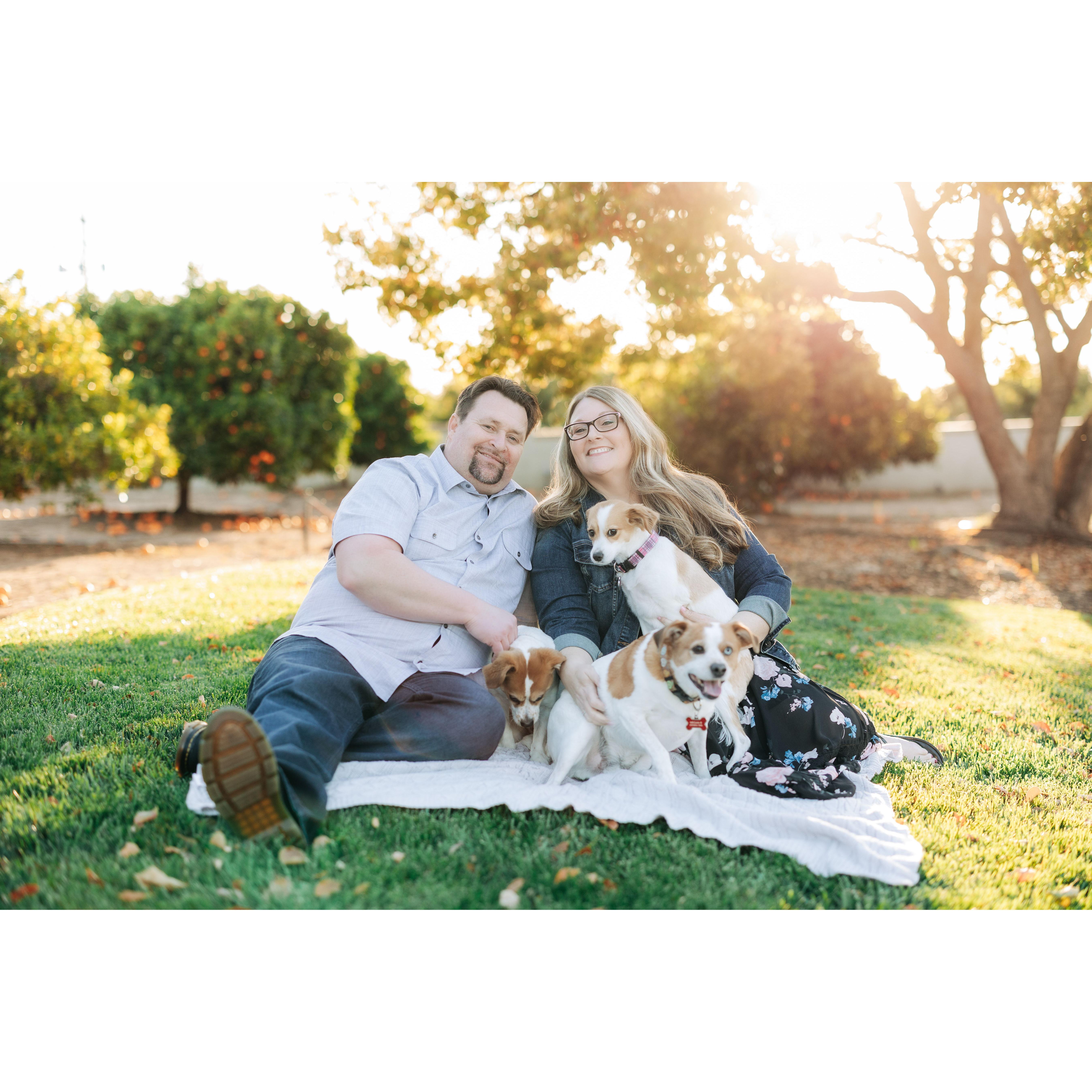 Meet our fur babies...Nugget, Brady, & Marley!