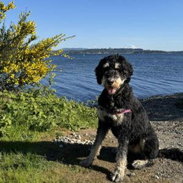 Artist Portrait of our Dog,Esther