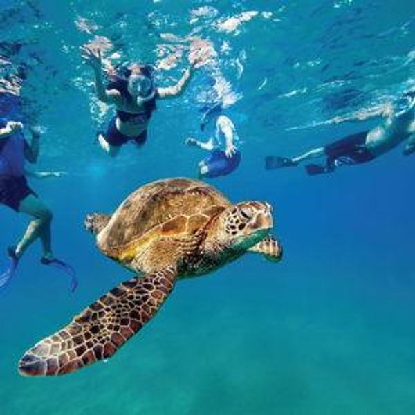 Snorkeling in Hawaii