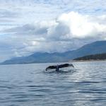 Dolphin Jet Boat Tours