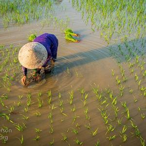 Honeymoon: Rice Planting in Chiang Mai, Thailand