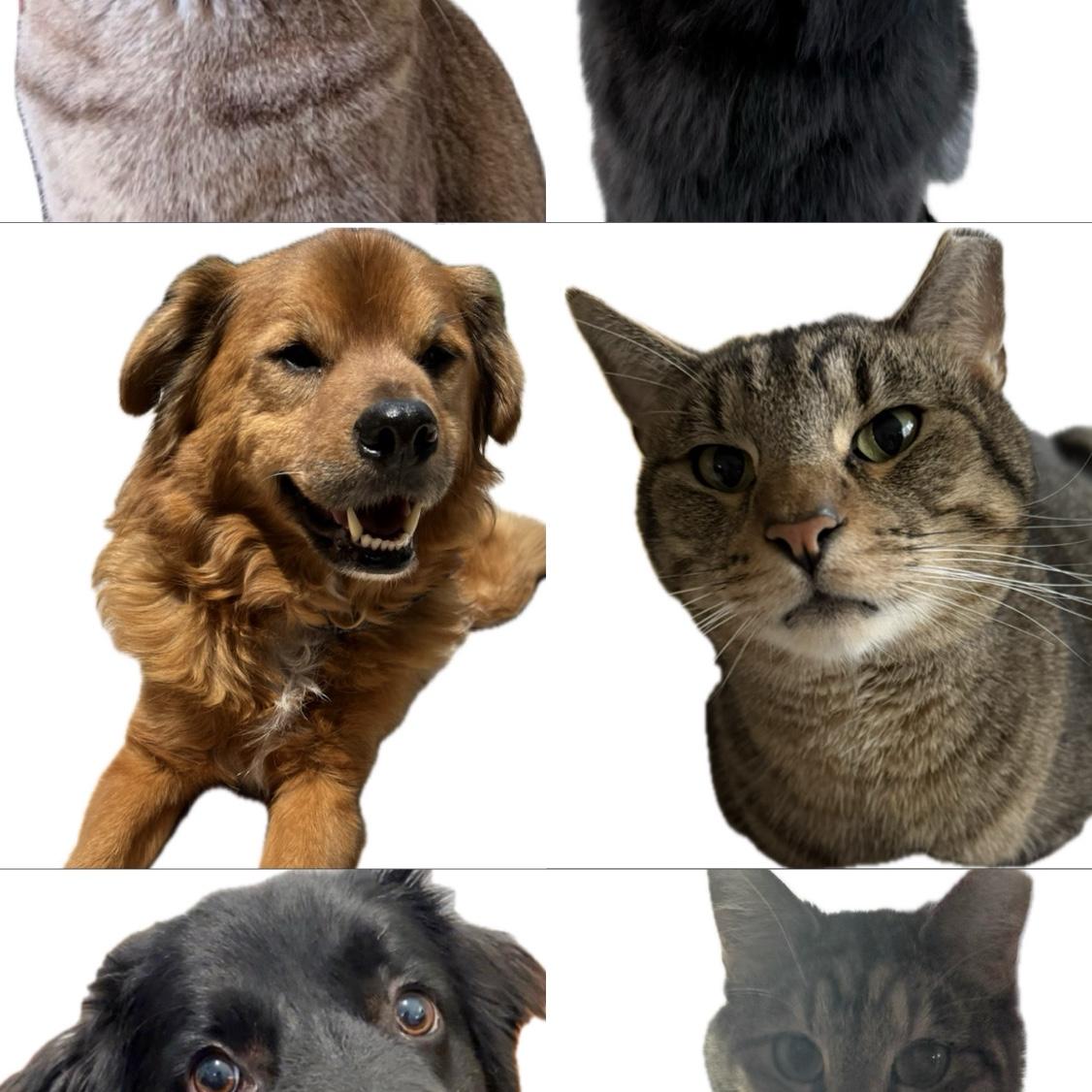 Our pets! 

Dogs: Finn, Jager and Archie
Cats: Sirena, Marvin and Girly