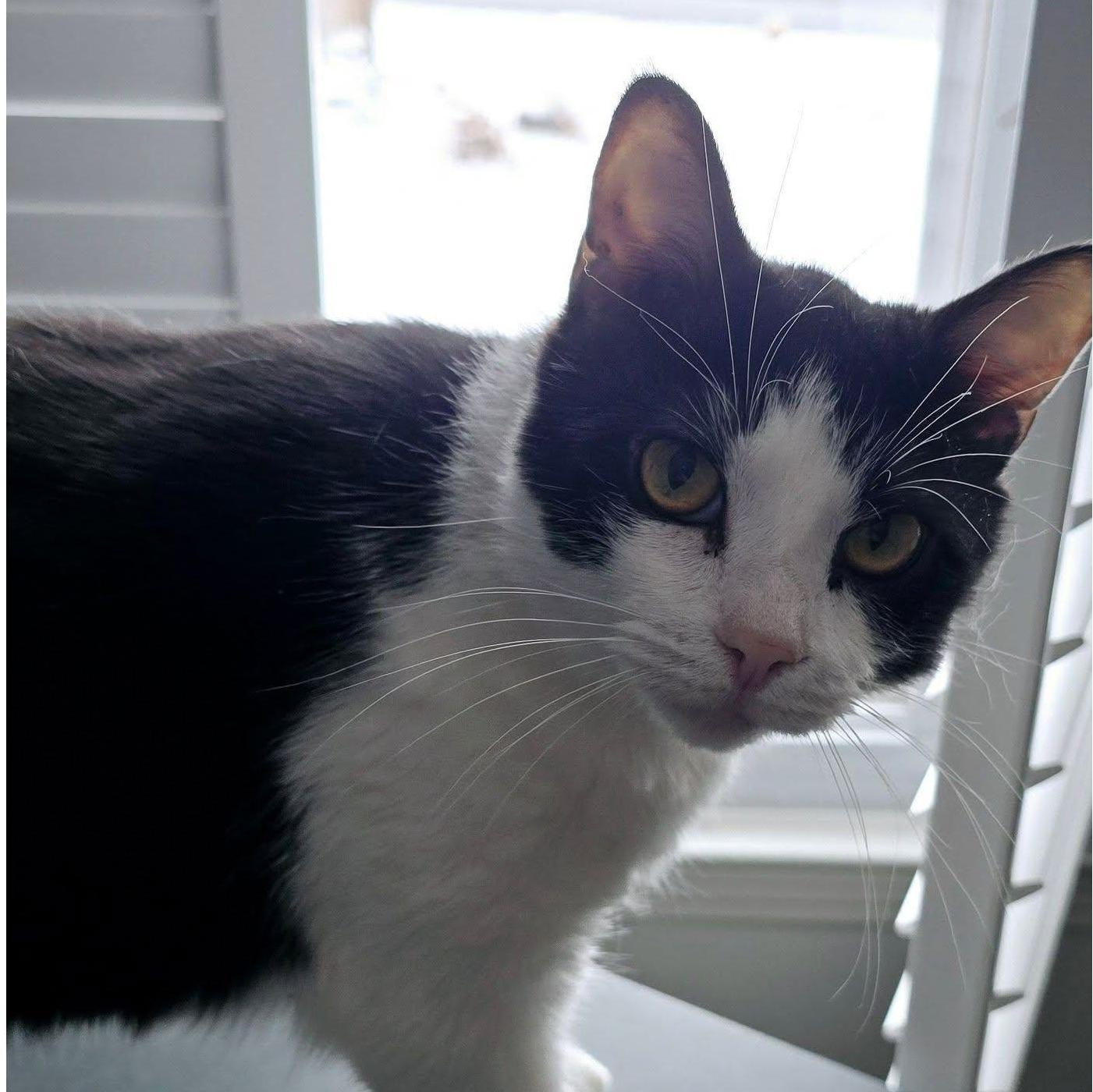 Otto, our second fur baby. AKA - Stinky.