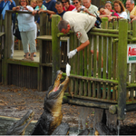 St. Augustine Alligator Farm Zoological Park