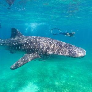 Swim with whale sharks in Zanzibar