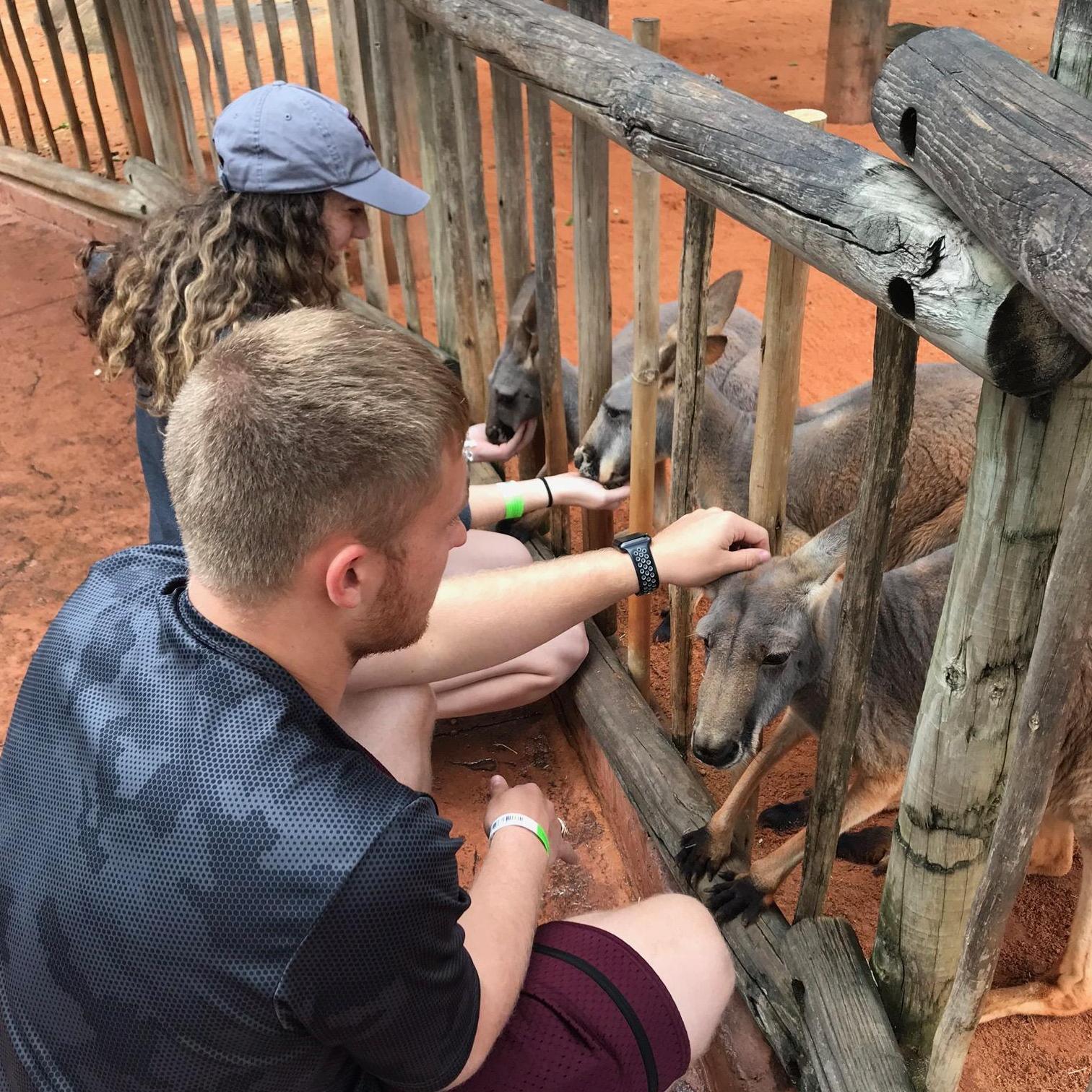 Feeding kangaroos at Busch Gardens, Dec. 2018