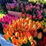 Ballard Farmers Market