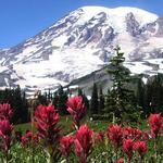 Mount Rainier National Park
