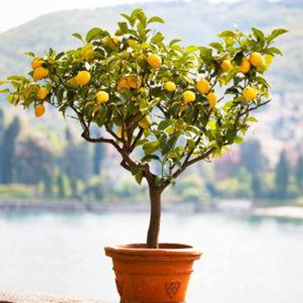 Help us plant trees at our home