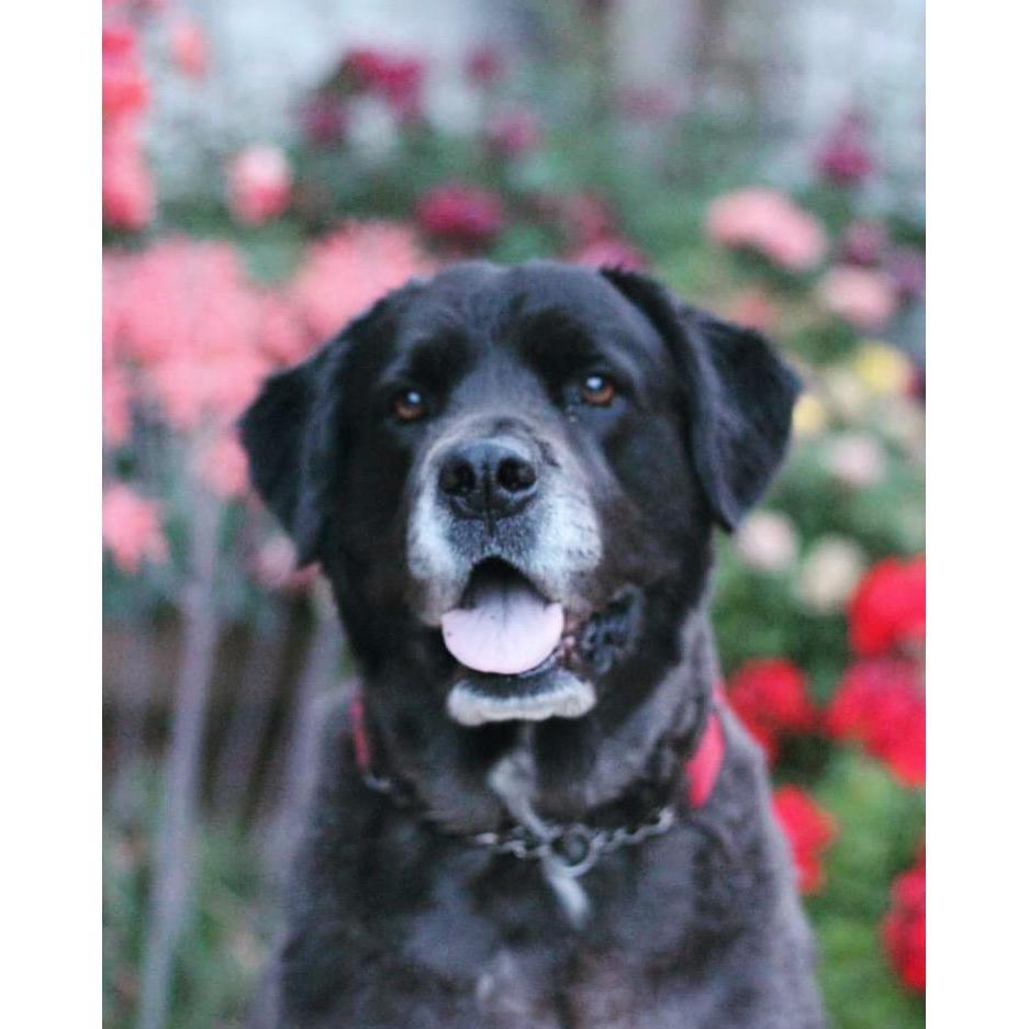 Sherina's fur baby, Me Dahm (black bear). He is the good child.