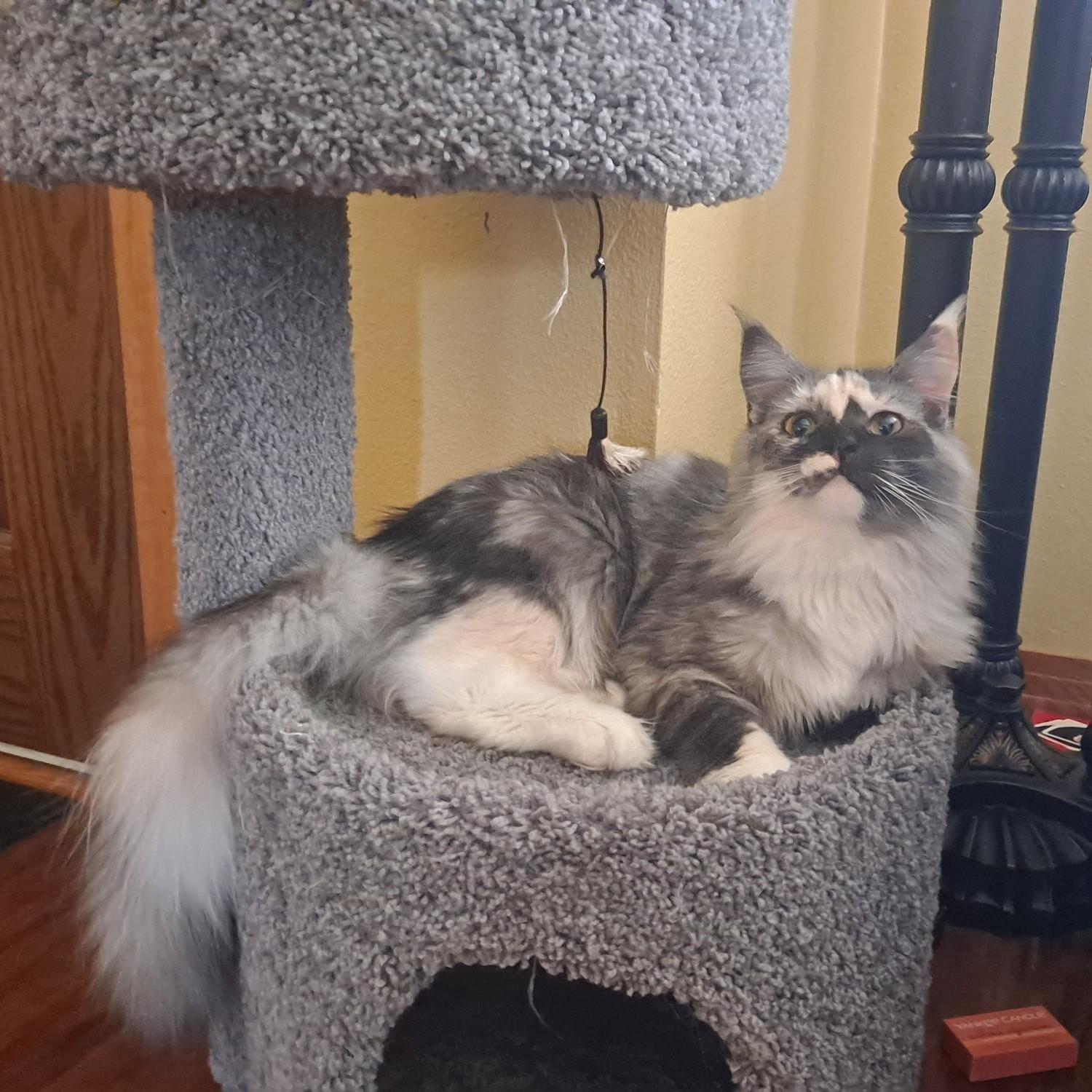 Tara the Terrible