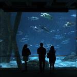 Audubon Aquarium