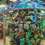 SCHEELS