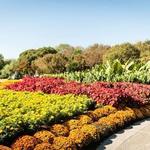 The Dallas Arboretum and Botanical Garden
