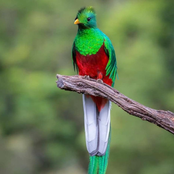 Bird Watching around Volcano Arenal