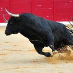 Bull Fight the night before the wedding!!!
