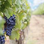 Thirsty Mule Winery & Vineyard