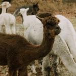 Skyeview Alpacas