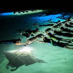 Manta Ray Dives of Hawai‘i