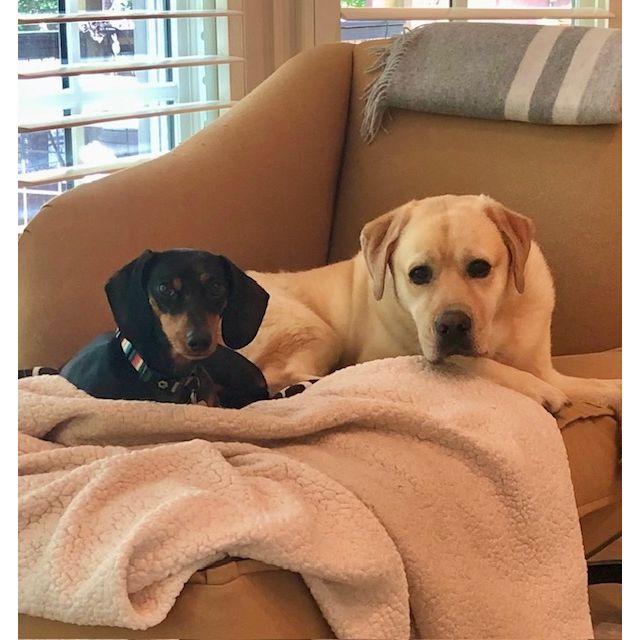 When they met, Jimmy Dean and Riley knew they were brothers from different mothers!