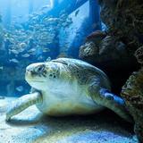 New England Aquarium