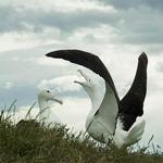 Wildlife