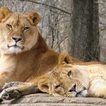 Pittsburgh Zoo & Aquarium