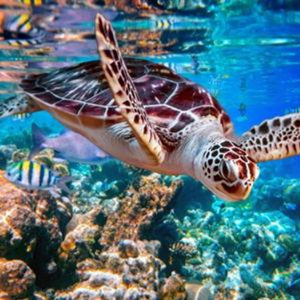 Honeymoon Fund: Aruba (Venmo)