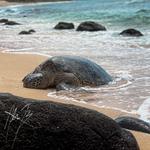Laniakea Beach