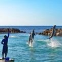 Dolphin Cove Ocho Rios